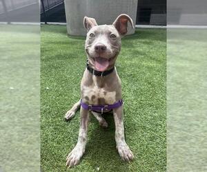 American Pit Bull Terrier Dogs for adoption in San Francisco, CA, USA