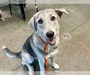 Huskies -Unknown Mix Dogs for adoption in Tavares, FL, USA