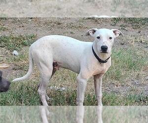 American Staffordshire Terrier-Unknown Mix Dogs for adoption in San Antonio, TX, USA