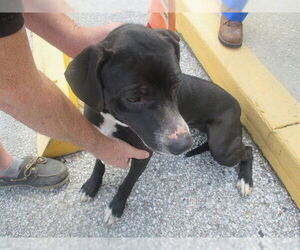 American Staffordshire Terrier-Unknown Mix Dogs for adoption in Ocala, FL, USA