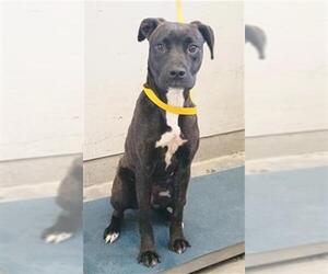 Mutt Dogs for adoption in Camarillo, CA, USA
