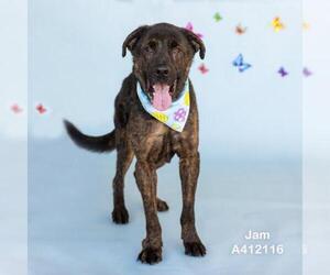 German Shepherd Dog-Unknown Mix Dogs for adoption in Conroe, TX, USA