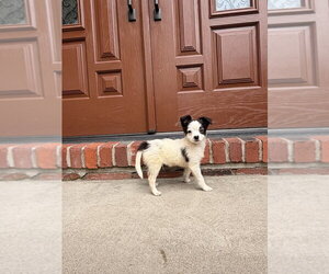 Chihuahua-Unknown Mix Dogs for adoption in Springdale, PA, USA