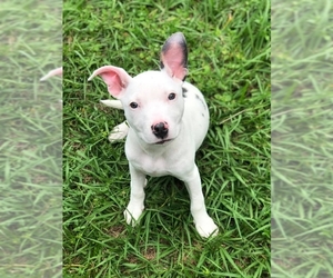Medium Photo #1 Bull Terrier Puppy For Sale in Mobile, AL, USA