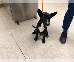 Basenji-Unknown Mix Dogs for adoption in Riverside, CA, USA