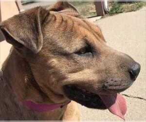 American Pit Bull Terrier-Chinese Shar-Pei Mix Dogs for adoption in Taos, NM, USA