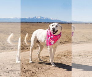 Labrenees Dogs for adoption in PEYTON, CO, USA
