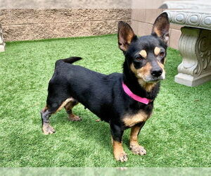 Doxie-Pin Dogs for adoption in Moreno Valley, CA, USA