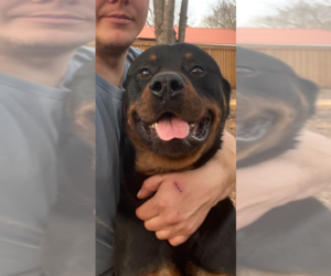 Rottweiler-Unknown Mix Dogs for adoption in Decatur, GA, USA