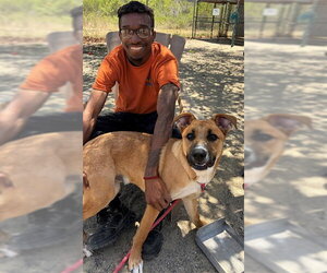 German Shepherd Dog-Unknown Mix Dogs for adoption in Santa Maria, CA, USA