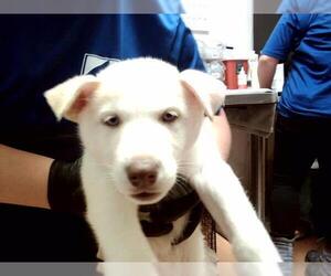 German Shepherd Dog-Siberian Husky Mix Dogs for adoption in Martinez, CA, USA