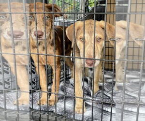 Catahoula Leopard Dog Dogs for adoption in Mt. Laurel, NJ, USA