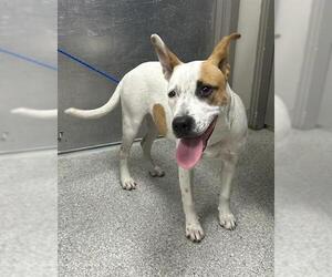 American Pit Bull Terrier Dogs for adoption in Pasadena, TX, USA