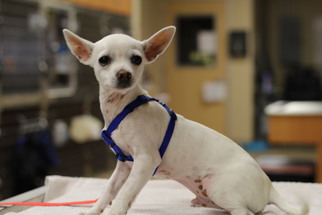 Chihuahua Dogs for adoption in Fullerton, CA, USA