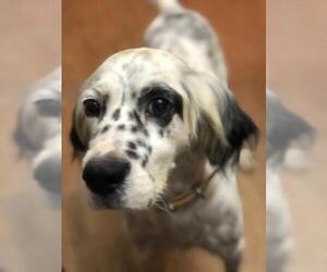 English Setter Dogs for adoption in Newport, KY, USA
