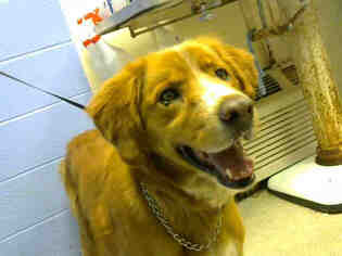 Golden Retriever Dogs for adoption in Atlanta, GA, USA