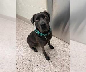 American Pit Bull Terrier-Weimaraner Mix Dogs for adoption in Brighton, CO, USA