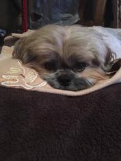 Shih Tzu Dogs for adoption in Tunica, MS, USA