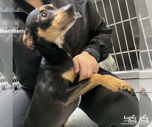 Chihuahua-Unknown Mix Dogs for adoption in Washington, DC, USA