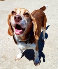 Medium Photo #1 Beagle Puppy For Sale in Kansas City, MO, USA