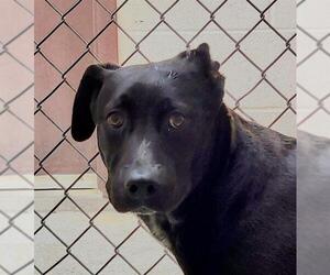 Labrador Retriever-Unknown Mix Dogs for adoption in Lodi, CA, USA