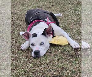 American Bulldog-Unknown Mix Dogs for adoption in Plover, WI, USA