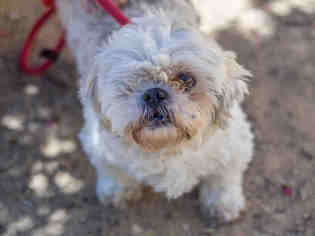 Shih Tzu Dogs for adoption in Martinez, CA, USA