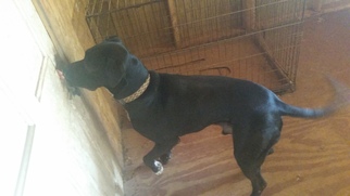 Mastiff-Unknown Mix Dogs for adoption in Demorest, GA, USA