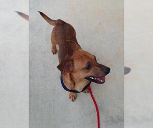 Chiweenie Dogs for adoption in Eastman, GA, USA