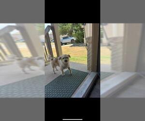 Mutt Dogs for adoption in San Antonio, TX, USA