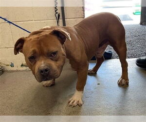 American Bulldog Dogs for adoption in San Bernardino, CA, USA