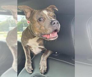 American Staffordshire Terrier Dogs for adoption in Fort Lauderdale, FL, USA