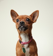 Boston Huahua Dogs for adoption in Eden Prairie, MN, USA