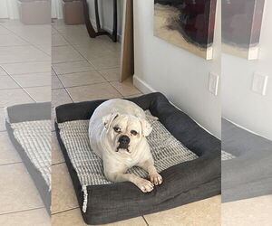 American Bulldog Dogs for adoption in Miami, FL, USA