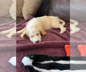Golden Retriever-Unknown Mix Dogs for adoption in Mechanicsburg, PA, USA