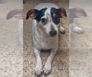 Rat Terrier-Unknown Mix Dogs for adoption in Cranston, RI, USA