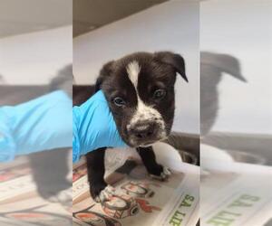 Chow Chow-Unknown Mix Dogs for adoption in San Antonio, TX, USA