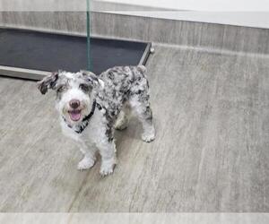 Aussiedoodle Miniature Dogs for adoption in Pasadena, CA, USA