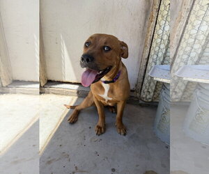 Labrador Retriever-Rhodesian Ridgeback Mix Dogs for adoption in Chandler, AZ, USA