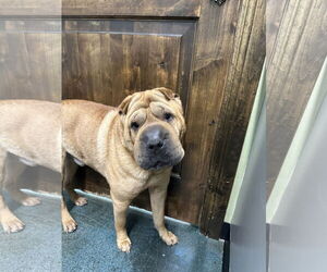 Chinese Shar-Pei-Unknown Mix Dogs for adoption in Chico, CA, USA