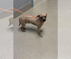 Mutt Dogs for adoption in Las Vegas, NV, USA