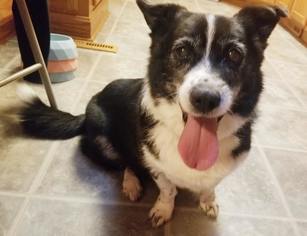Border Collie-Pembroke Welsh Corgi Mix Dogs for adoption in Eldora, IA, USA