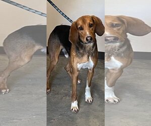 Treeing Walker Coonhound Dogs for adoption in Alexander, AR, USA