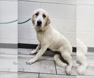Great Pyrenees-Unknown Mix Dogs for adoption in Mobile, AL, USA