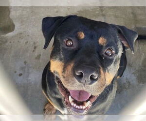 Rottweiler Dogs for adoption in Orange, CA, USA