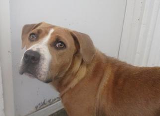 Boxer-Unknown Mix Dogs for adoption in Ozark, AL, USA
