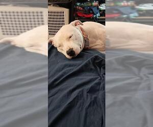 American Staffordshire Terrier-Unknown Mix Dogs for adoption in San Antonio, TX, USA