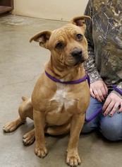 Chinese Shar-Pei Dogs for adoption in Amarillo, TX, USA