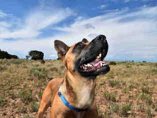Shepradors Dogs for adoption in Santa Fe, NM, USA