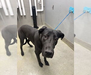 Great Dane-Unknown Mix Dogs for adoption in Las Vegas, NV, USA